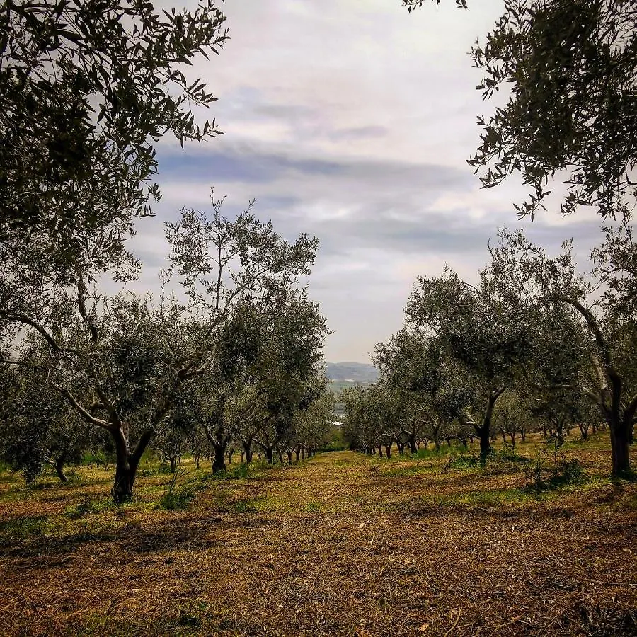 Villa Alessi - Dimora Storica Racalmuto Kır Evi